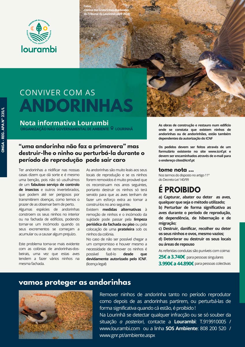 Andorinhas – Nota Informativa da Lourambi
